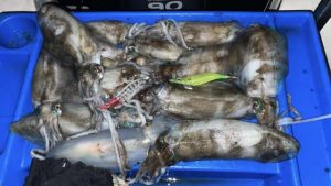 Region heating up for fish hotspots