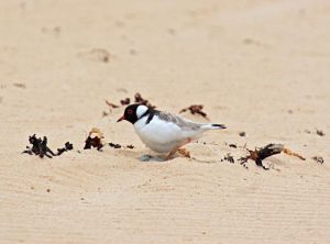 Seasonal bird protection measures come into effect