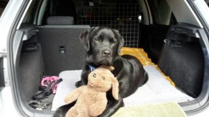 Remembering Caeser and his brown bear