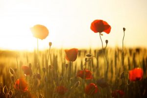 We will remember them