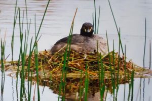 Concern for hatchlings in windy weather
