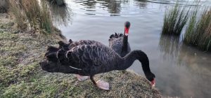 No causes for sick swans