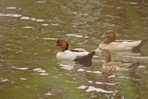 Geelong recognised as popular hunting spot