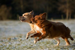 Watch out for ticks