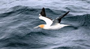 Australasian hobbies flying high