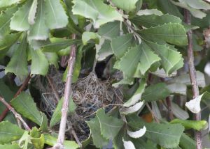 Cuckoo-shrike – not a cuckoo, not a shrike