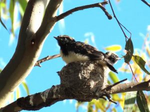 Lack of hoodie chicks on the Bellarine