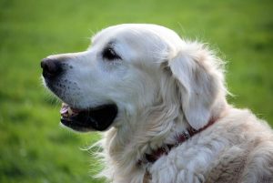 Dog park design to begin