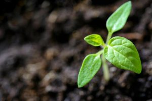 Barwon river to be revegetated