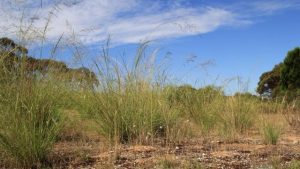 Council pushes for $10m Landy Field upgrade