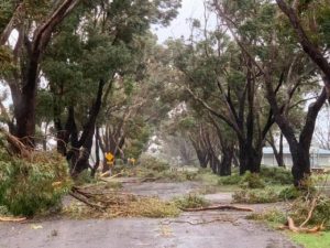 No fees for storm damage debris disposal