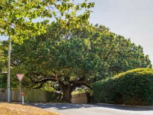 Geelong still a ‘tree city’
