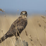 birds_398315_01