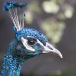 birds_398328_01