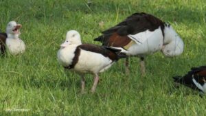 Surf Coast requests further duck hunting closures
