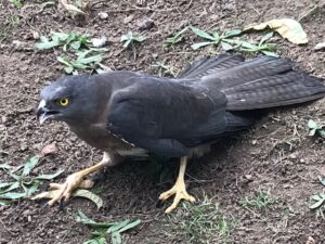 Nature reserve visit, but no flame robins