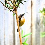 birds_412254_01-1