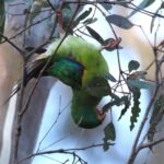 birds_415269_01