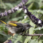 birds_415269_02