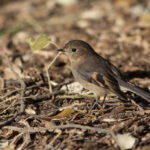 birds_415269_03