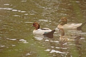Duck shooting closures debated