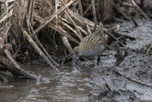 WTP water levels low, but good for birding
