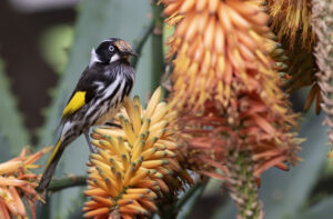 Noisy miners are unwanted guests