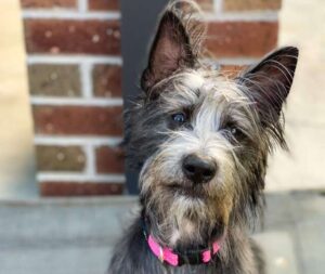 From rescue dog to the red carpet