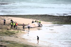 Whale carcass prompts beach warning