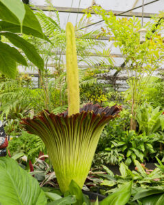 Corpse plant in bloom
