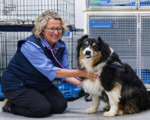 Unique opportunity for OG vet