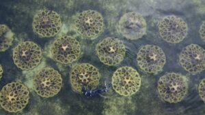 Eco reef takes another gong