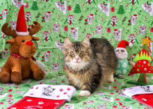 Help tails wag this Christmas