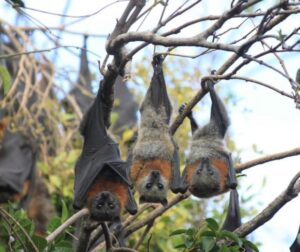 Geelong gets batty for flying fox safety