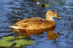 Duck season continues despite backlash