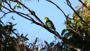 Moolap wetlands consultation open