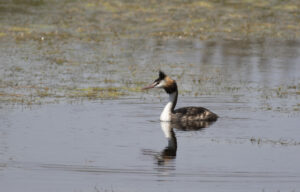 Lovely birds of the Bellarine