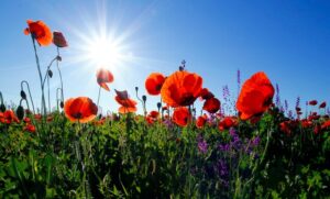 More housing for veterans