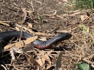 Snake season not done with yet