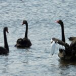 birds_463799_01