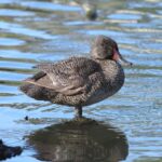 birds_463799_03