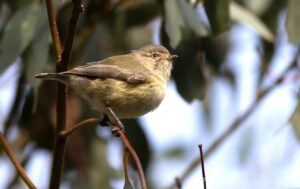 Eastern spinebills make an appearance