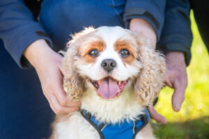 Residential dog breeding permit denied