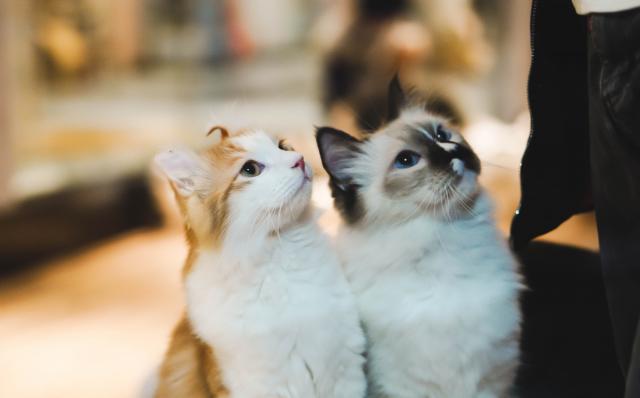 Paws your work: vulnerable cats need your help