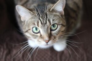 GAWS program promotes responsible pet ownership