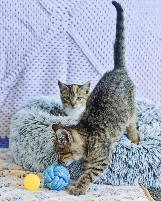 Help Geelong’s cats and dogs find shelter