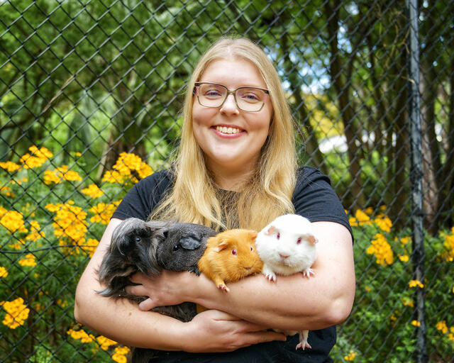 Guinea pigs on show