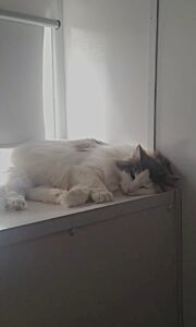 Geelong worst for cruelty reports