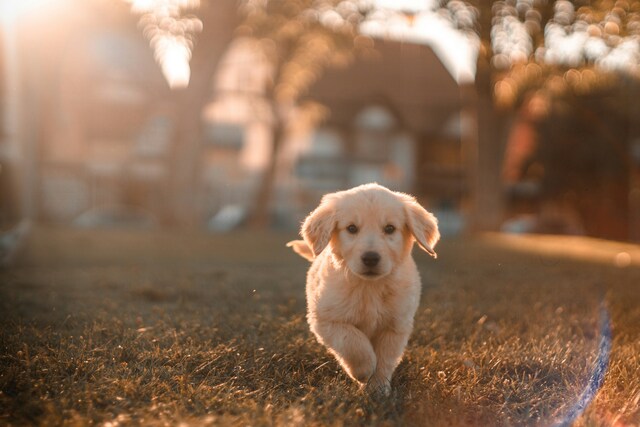 Second dog park for borough