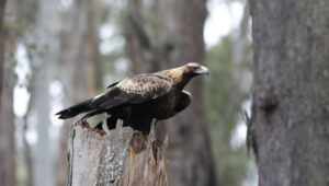 Swooping magpies cause havoc